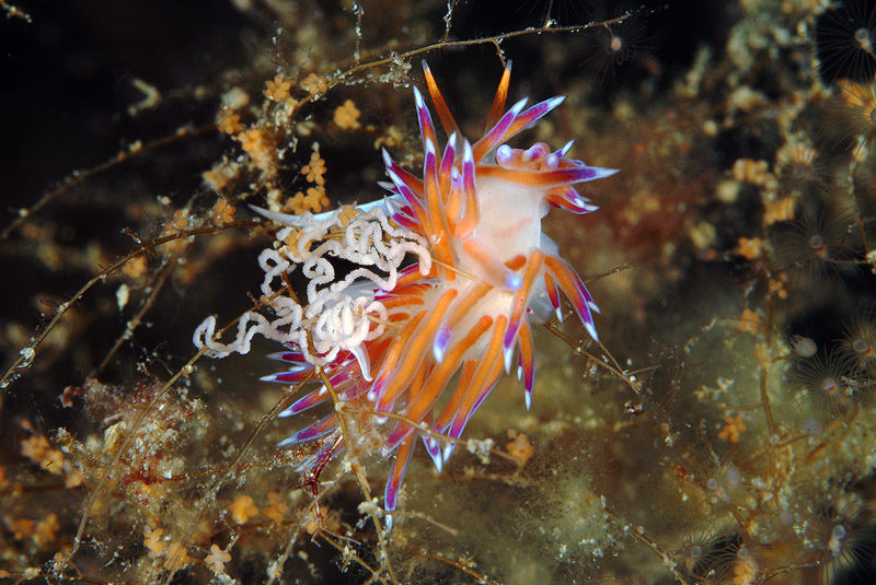 Riproduzione Cratena peregrina